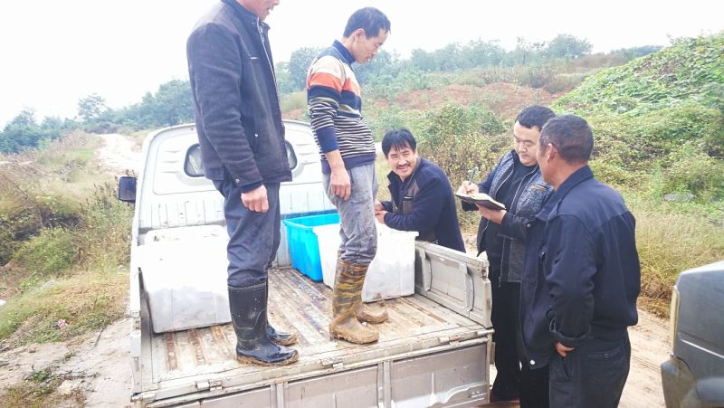 鲫鱼野生丹江鲫鱼