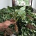 基地直销优质草莓苗章姬草莓苗批发奶油草莓苗价格