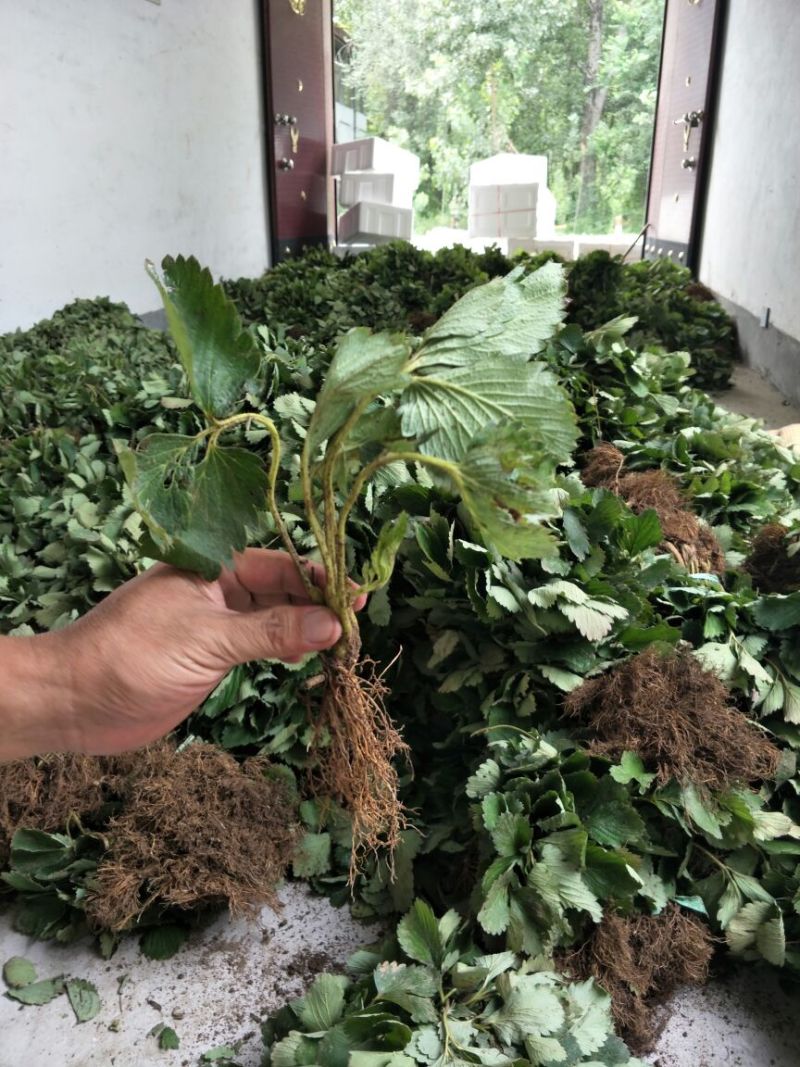 基地直销优质草莓苗章姬草莓苗批发奶油草莓苗价格