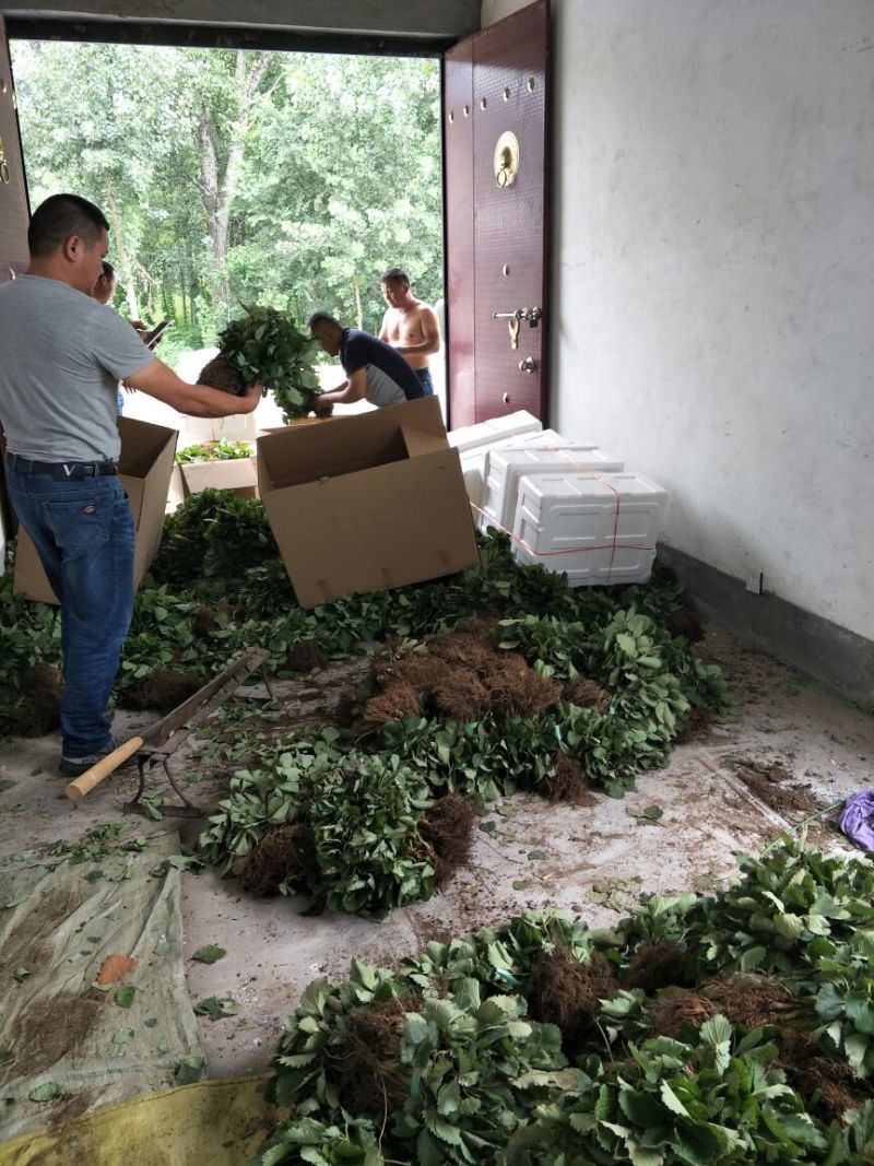 基地直销优质草莓苗章姬草莓苗批发奶油草莓苗价格