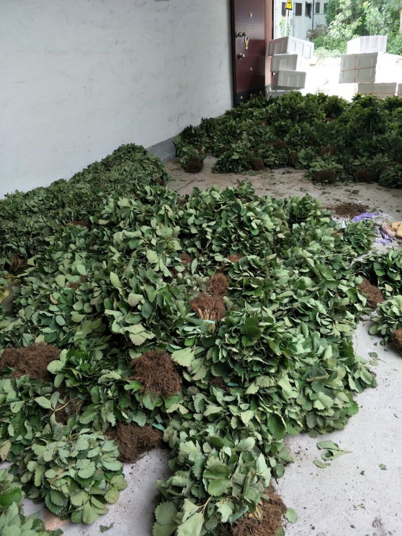 基地直销优质草莓苗章姬草莓苗批发奶油草莓苗价格