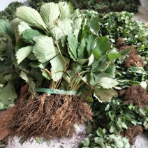 基地直销优质草莓苗章姬草莓苗批发奶油草莓苗价格