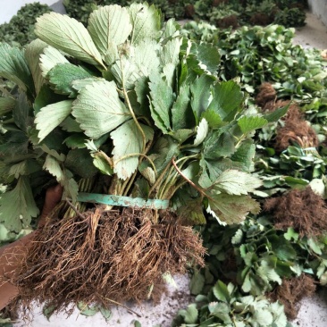基地直销优质草莓苗章姬草莓苗批发奶油草莓苗价格