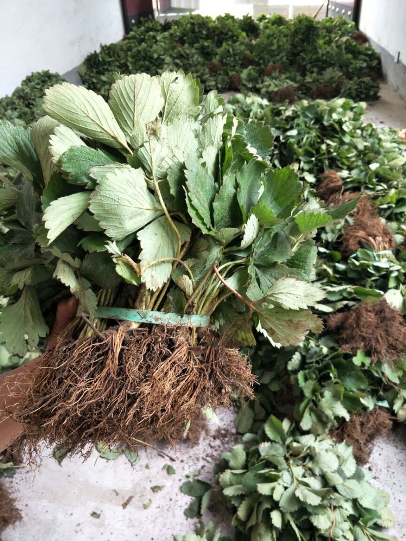 基地直销优质草莓苗章姬草莓苗批发奶油草莓苗价格