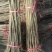 基地直销红油香椿树苗优质香椿苗价格批发香椿苗