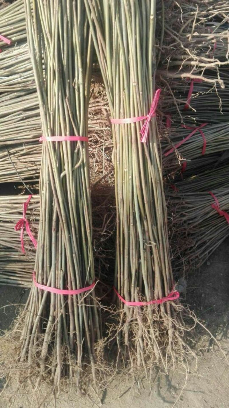 基地直销红油香椿树苗优质香椿苗价格批发香椿苗