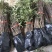 基地直销大红袍花椒苗花椒苗价格0.5--1公分花椒苗批发