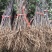 基地直销大红袍花椒苗花椒苗价格0.5--1公分花椒苗批发