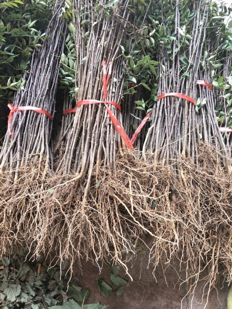 基地直销大红袍花椒苗花椒苗价格0.5--1公分花椒苗批发