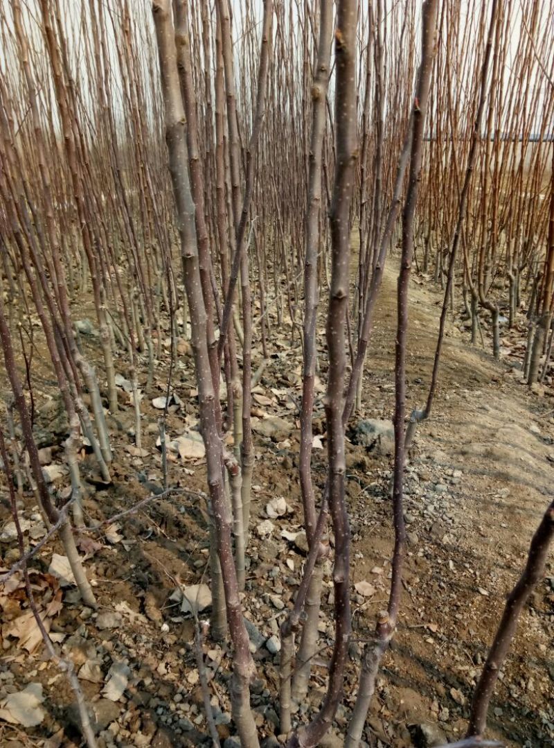 早熟藤木苹果苗鲁里王林苹果树苗，晚熟烟福八苹果树
