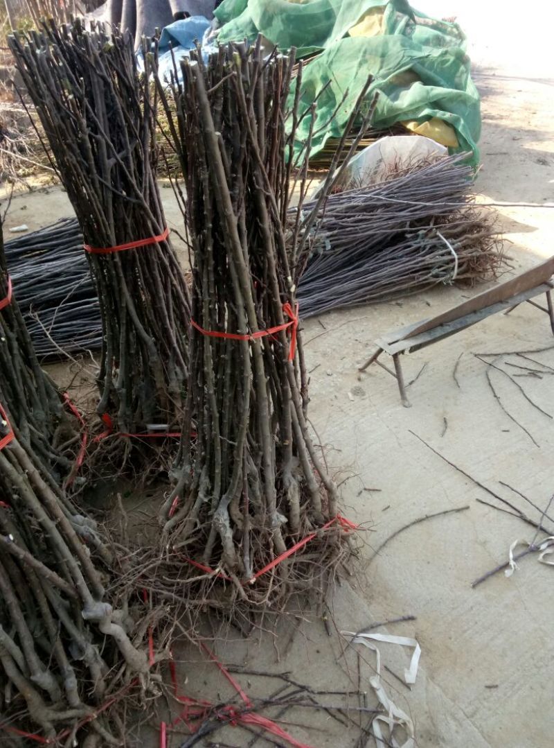 早熟藤木苹果苗鲁里王林苹果树苗，晚熟烟福八苹果树