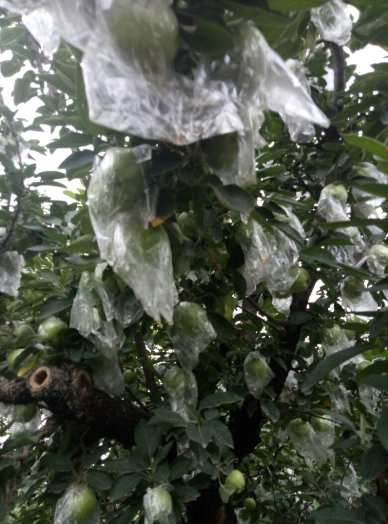 早熟藤木苹果苗鲁里王林苹果树苗，晚熟烟福八苹果树