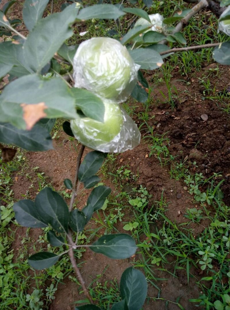 早熟藤木苹果苗鲁里王林苹果树苗，晚熟烟福八苹果树