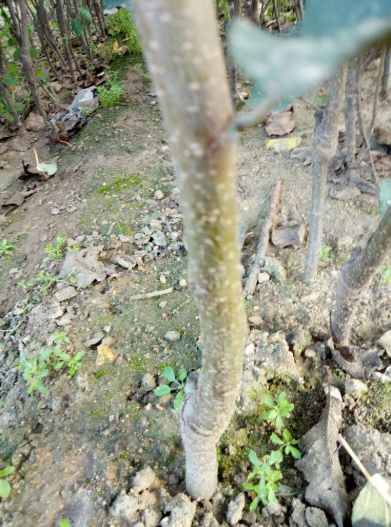 早熟藤木苹果苗鲁里王林苹果树苗，晚熟烟福八苹果树