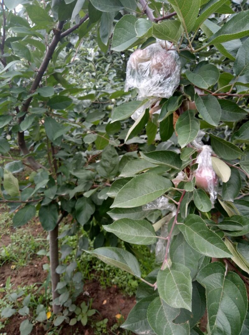早熟藤木苹果苗鲁里王林苹果树苗，晚熟烟福八苹果树