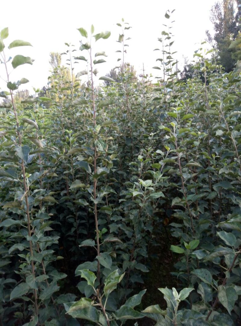 早熟藤木苹果苗鲁里王林苹果树苗，晚熟烟福八苹果树