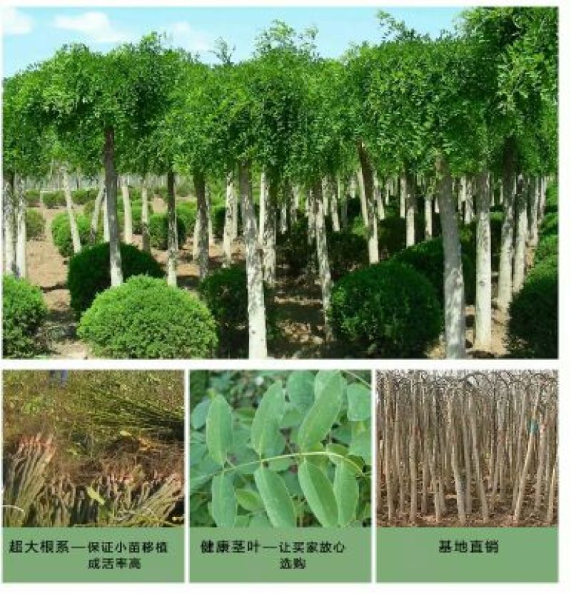 龙爪槐苗垂槐垂槐苗别墅小区道路绿化可视频看货