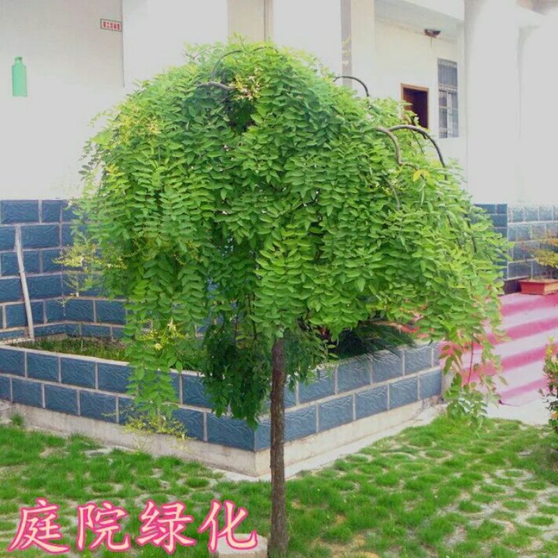 龙爪槐苗垂槐垂槐苗别墅小区道路绿化可视频看货