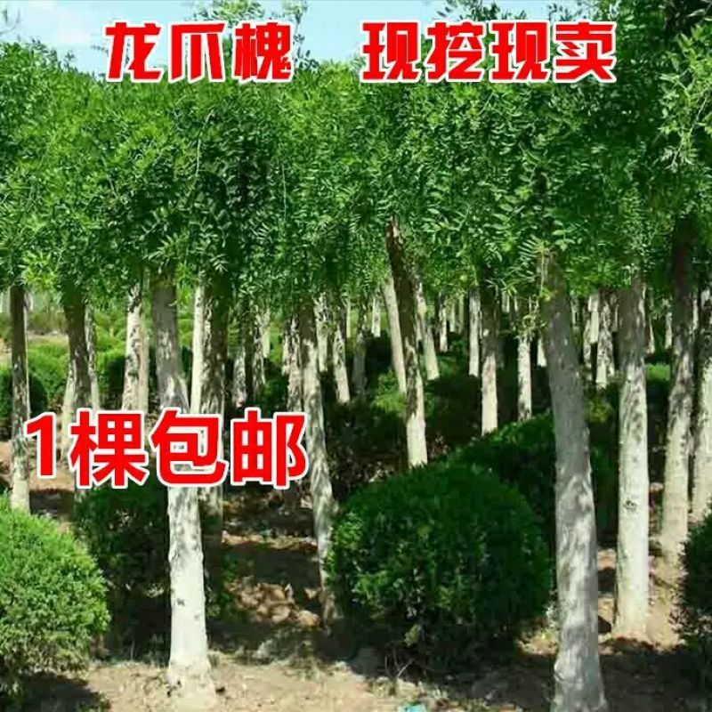 龙爪槐苗垂槐垂槐苗别墅小区道路绿化可视频看货