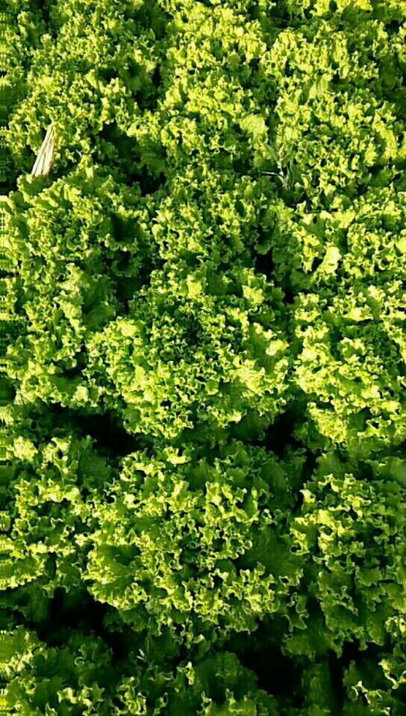 散叶生菜7两~8两