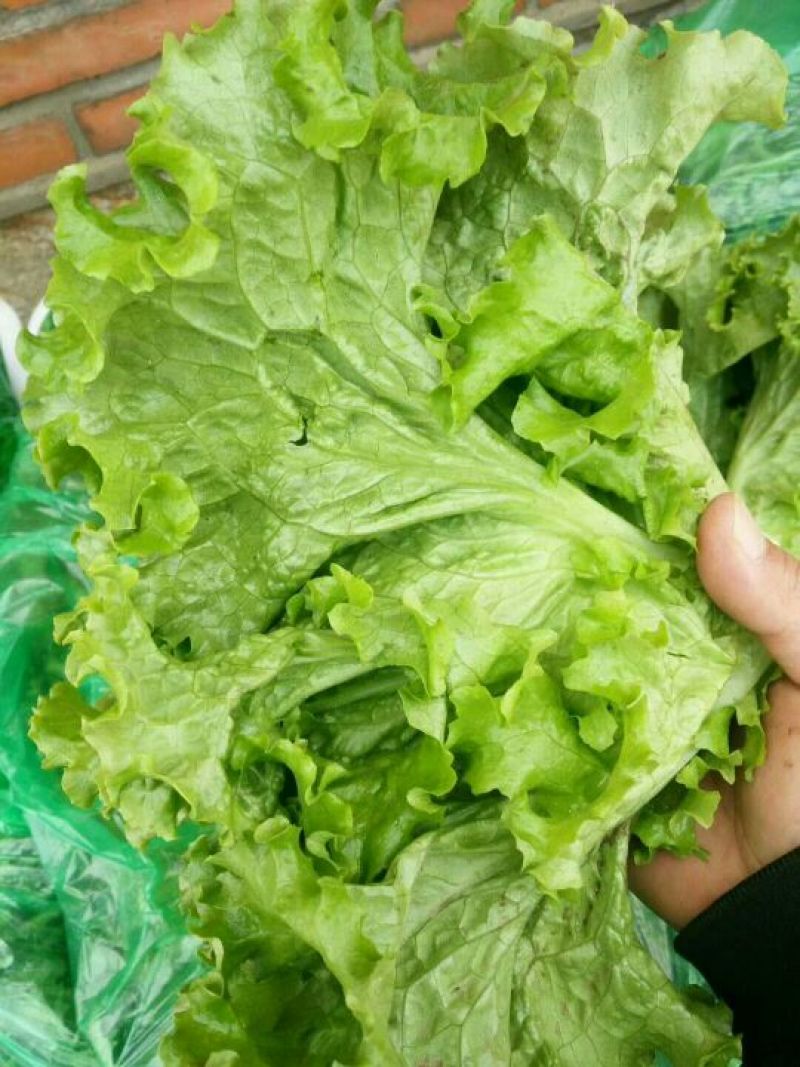 散叶生菜7两~8两