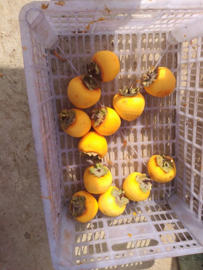柿饼1~2两