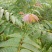 露地香椿芽价格，红油香椿芽大棚红油香椿芽及树苗