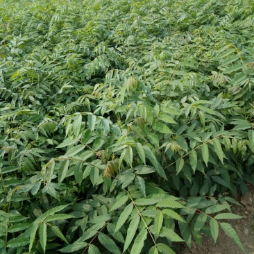 露地香椿芽价格，红油香椿芽大棚红油香椿芽及树苗