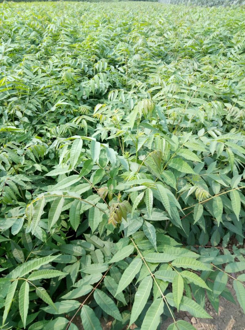 露地香椿芽价格，红油香椿芽大棚红油香椿芽及树苗