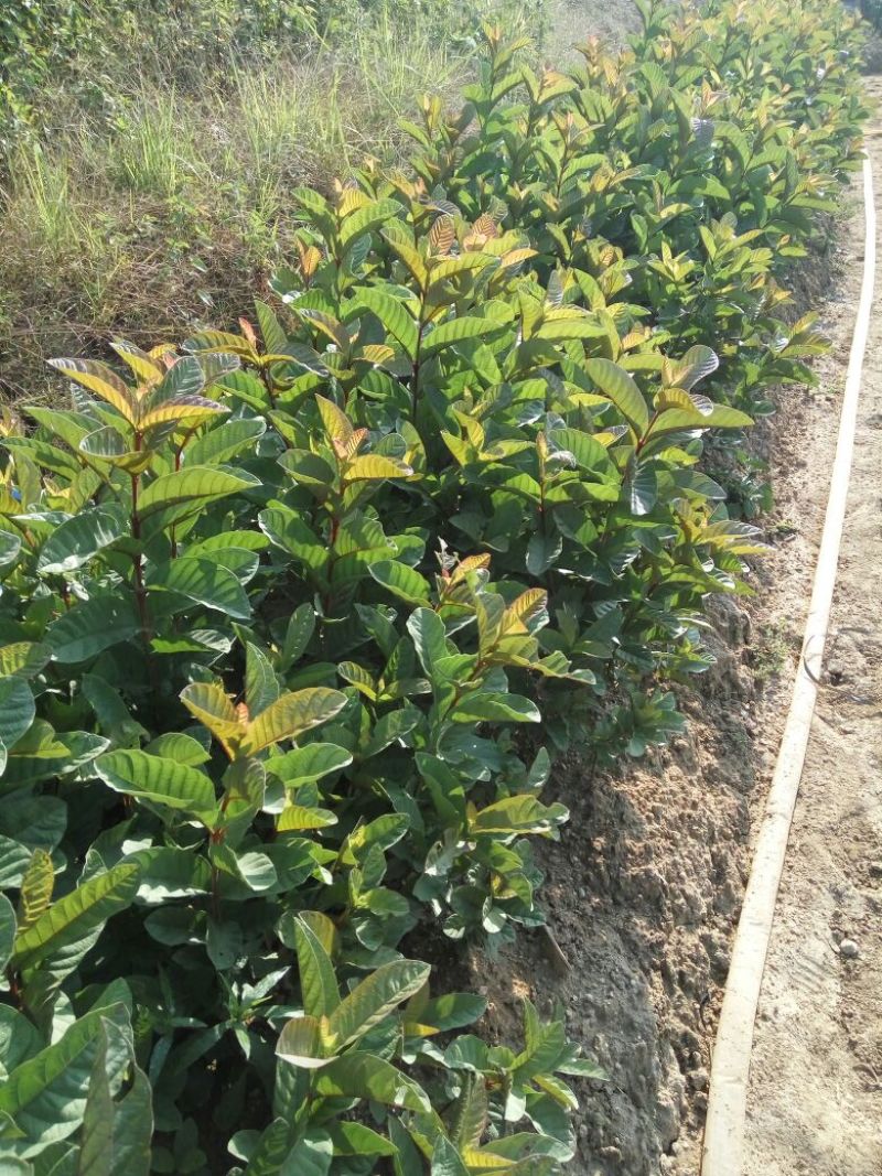 西瓜番石榴苗30~50cm