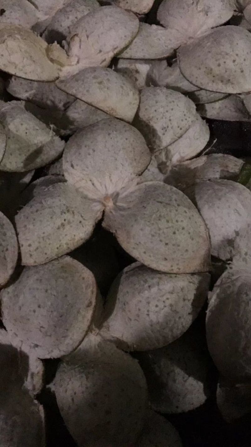 陈皮红桔个