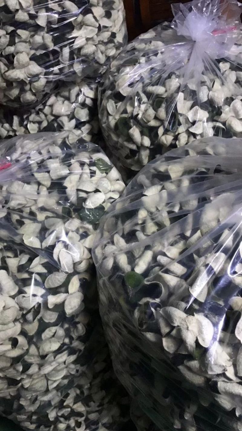 陈皮红桔个