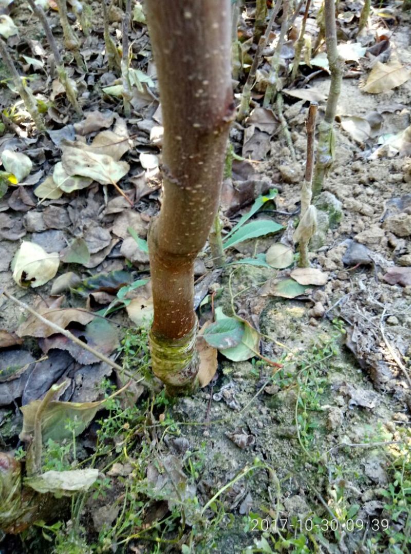 1.5米红肉苹果树苗价格红色之爱苹果树苗