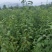 半边红李子苗1到2年苗，挂果快，品种保证，假一赔十