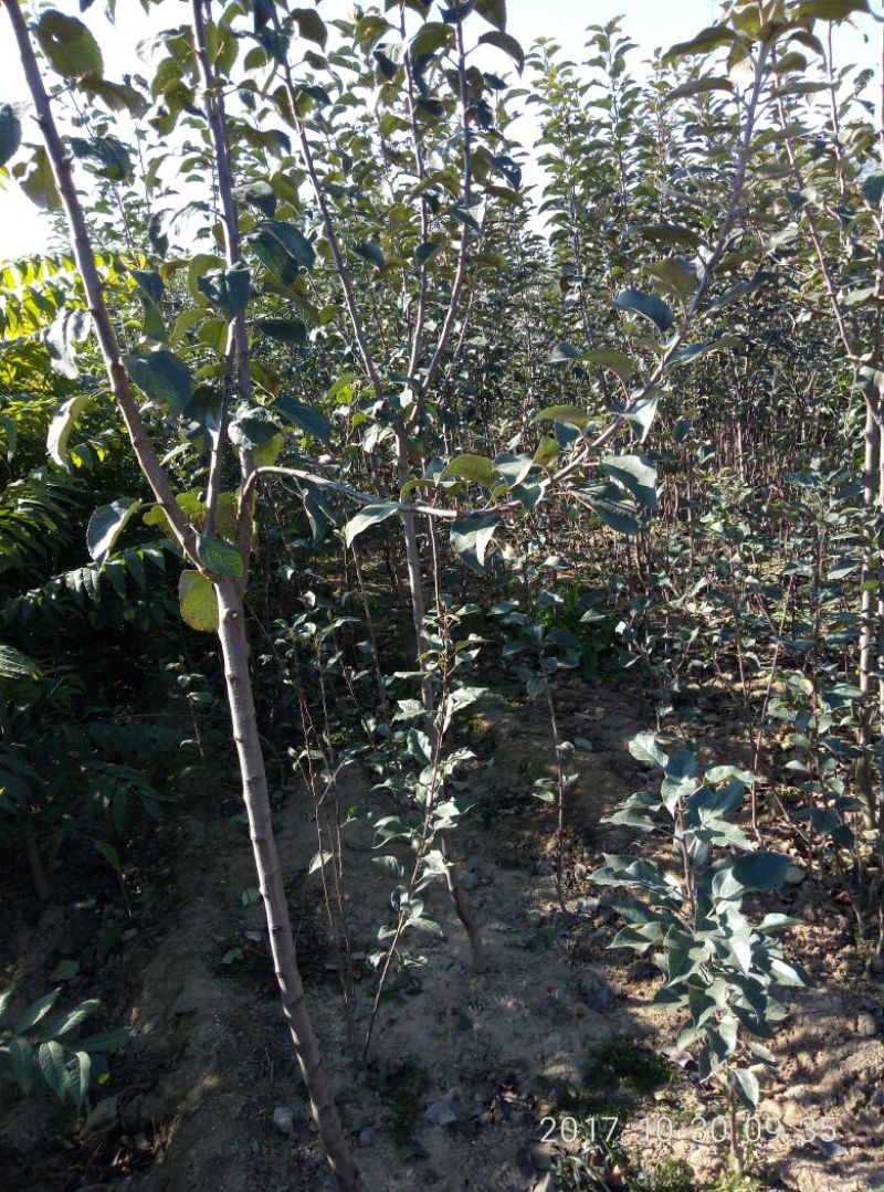 3公分苹果树苗价格富士藤木烟福八苹果树苗