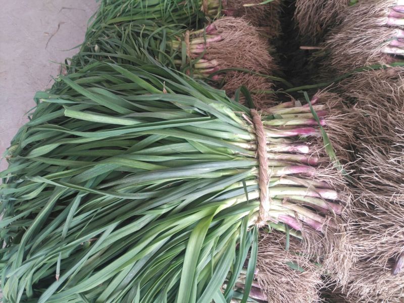 【热卖红根蒜苗】江苏红根蒜苗百亩基地长期供应各种蔬菜