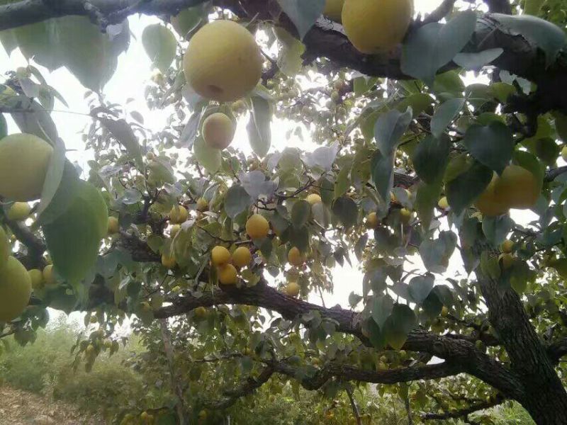 梨150~200g纸箱