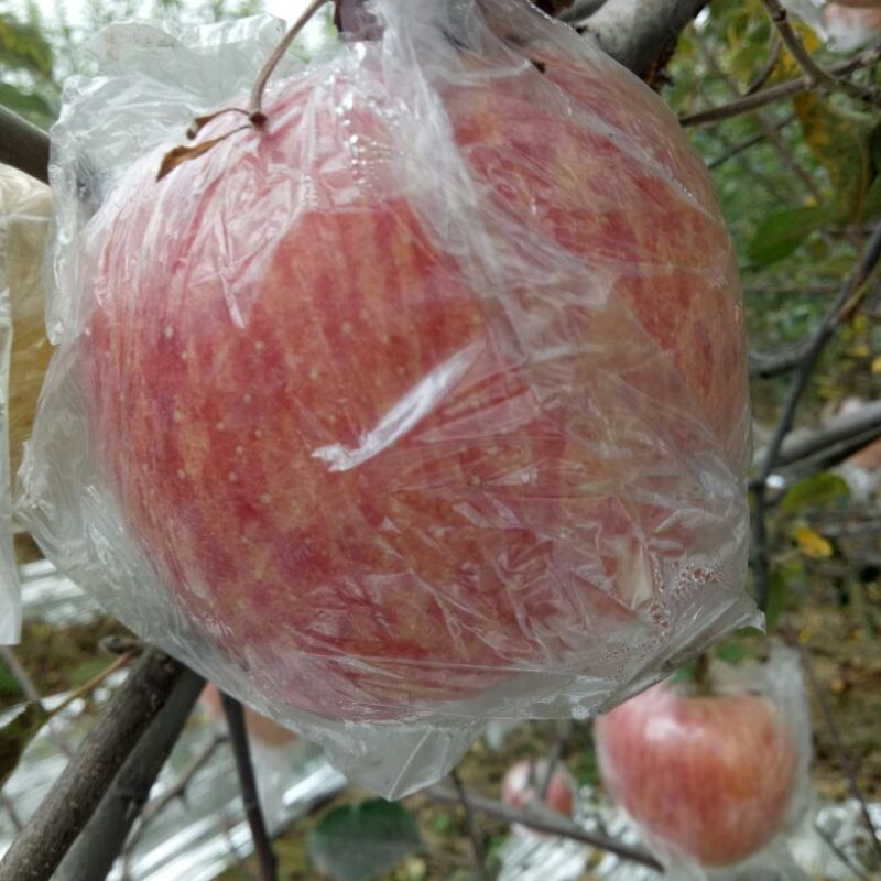 红富士苹果批发陕西红富士苹果产地批发，大荔红富士苹果基地