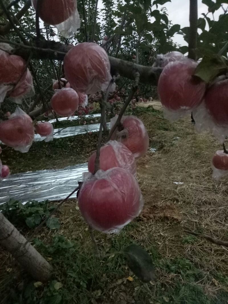 红富士苹果批发陕西红富士苹果产地批发，大荔红富士苹果基地