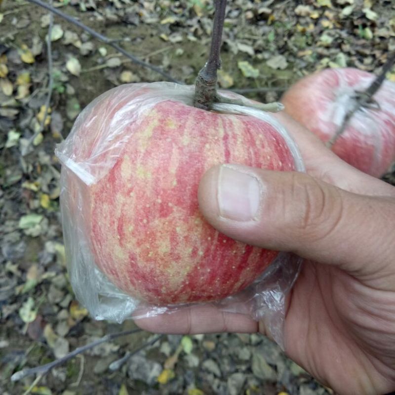 红富士苹果批发陕西红富士苹果产地批发，大荔红富士苹果基地