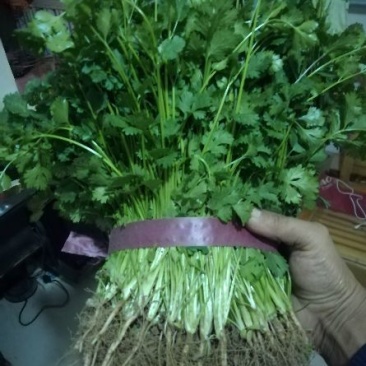 中叶铁杆青香菜20~30厘米