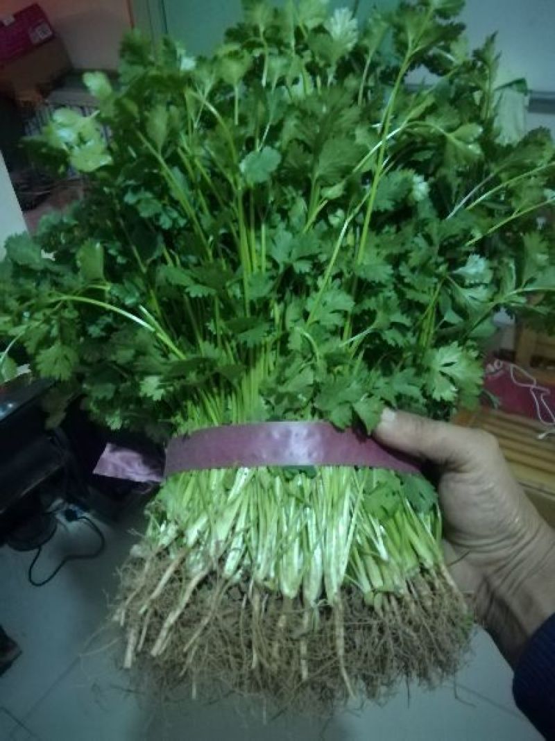 中叶铁杆青香菜20~30厘米