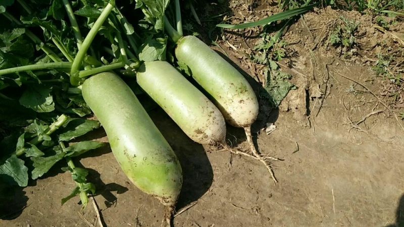精品河南青萝卜万亩蔬菜基地直供量大从优可视频看货