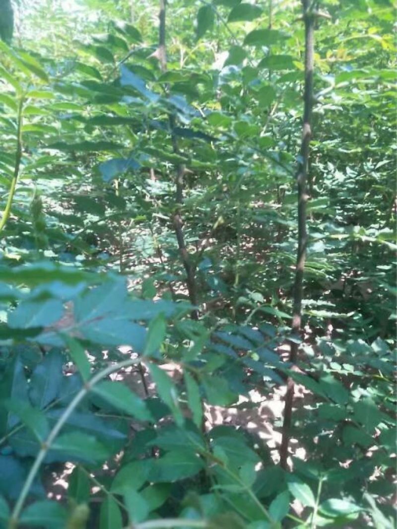 花椒苗现挖现发根系发达成活率高花椒树苗大红袍狮子头