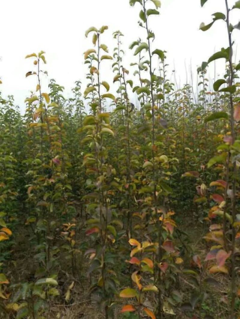 梨树苗双八以上品种齐全种植基地现挖现发价格优惠