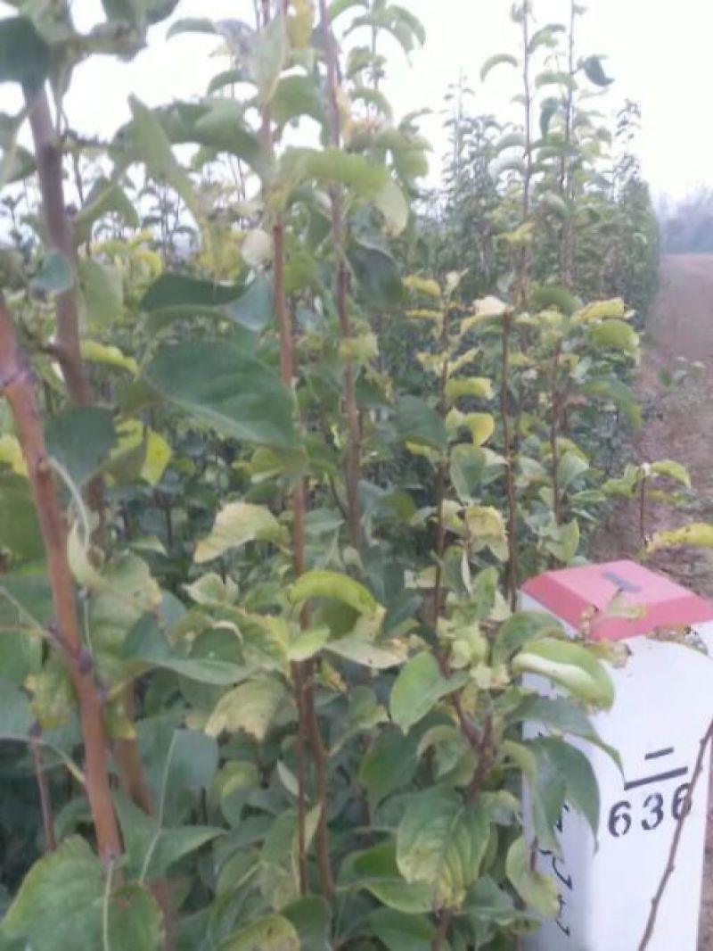 梨树苗双八以上品种齐全种植基地现挖现发价格优惠