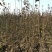 梨树苗双八以上品种齐全种植基地现挖现发价格优惠