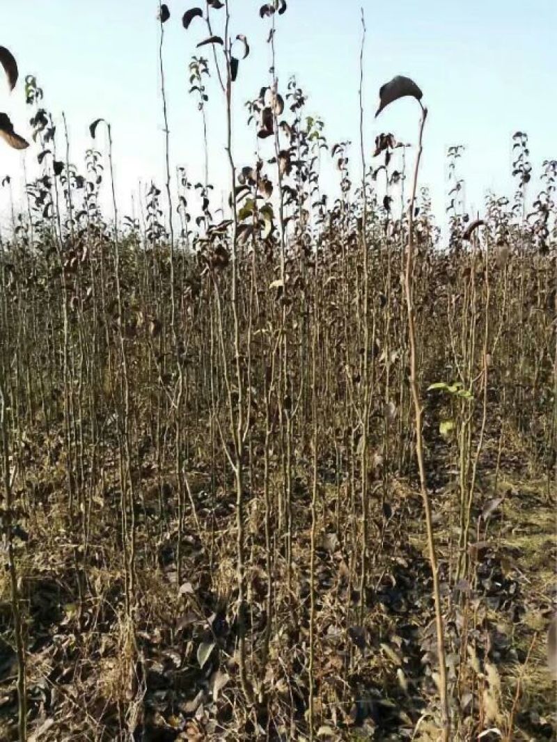 梨树苗双八以上品种齐全种植基地现挖现发价格优惠