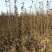 梨树苗双八以上品种齐全种植基地现挖现发价格优惠