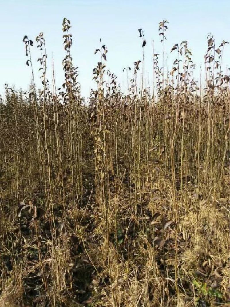 梨树苗双八以上品种齐全种植基地现挖现发价格优惠